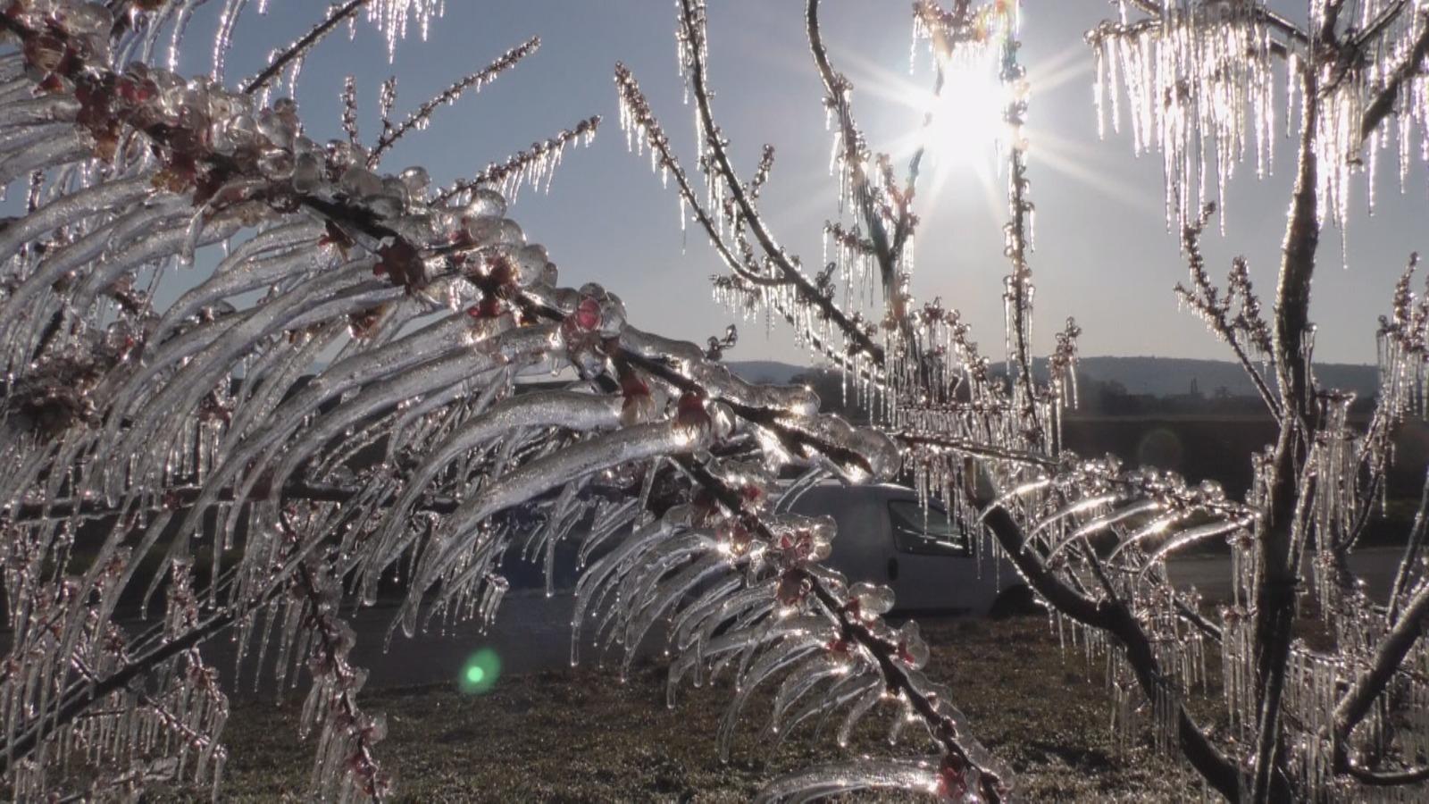 Immagine per A Gradisca d'Isonzo un gelicidio programmato per salvare il frutteto
